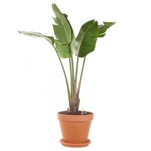 Plantje Grote Strelitzia (semi hydro) - 165 cm