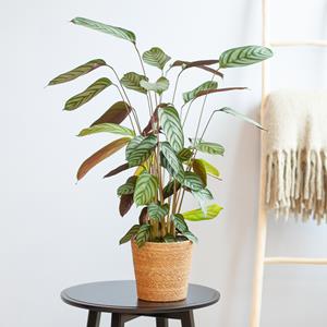 Plantje Ctenanthe Compact Star - P17