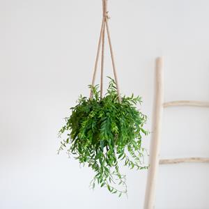 Plantje Aeschynanthus Japhrolepis - Lipstickplant - P15