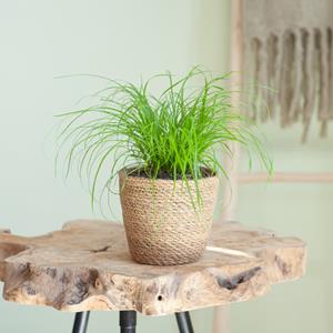 Plantje Cyperus Zumula - Kattengras - P12