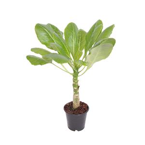 Plantje Vulkaanpalm (Brighamia Insignes) P 13 cm