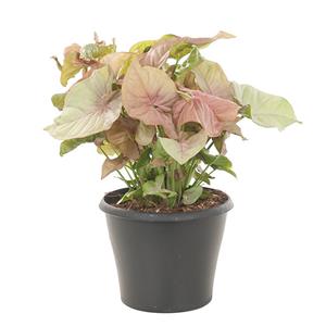 Plantje Syngonium Neon Robusta (Aronskelk) - P 17 cm