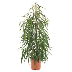 Plantje Ficus Alii (binnendijkii) - P 21 cm