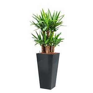 Plantje Yucca All-in pot plant (Antraciet)