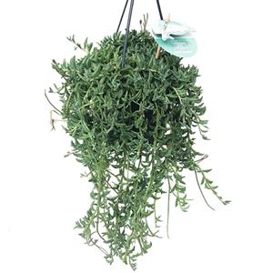 Plantje Dolfijnenplant (Senecio Peregrinus) - P 15 cm