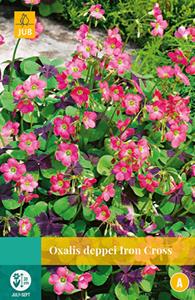 Jub Oxalis Deppei Iron Cross 20 bollen - 