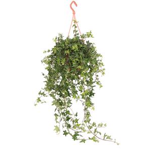 Plantje Hedera Helix Jacobine - P 19 cm