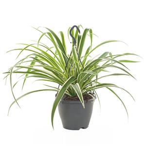 Plantje Graslelie hangplant (Chlorophytum Comosum) - P 18 cm