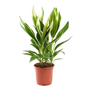 Plantje Cordyline Fruticosa conga - P 19 cm