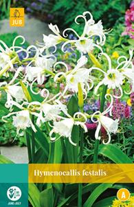 Jub Hymenocallis Festalis 1 bol - 