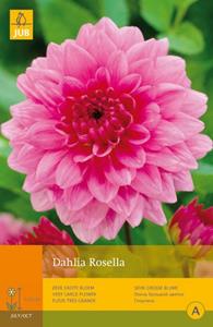 Jub 1 Dahlia Rosella - 