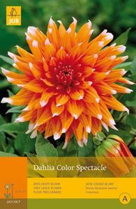 Jub 1 Dahlia Color Spectacle - 