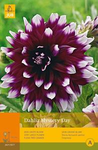 Jub 1 Dahlia Mystery Day - 