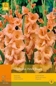 Jub 10 Gladiolus Peter Pears - 