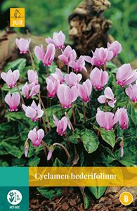 Jub Cyclamen Hederifolium 1 bol - 
