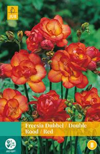 Jub Freesia Dubbel Rood 12 bollen - 