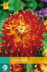 Jub Dahlia Akita 1 bol - 