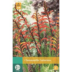 Jub Chasmanthe Saturnus - 