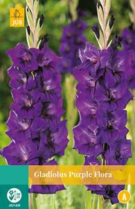 Jub Gladiolus Purple Flora 7 bollen - 