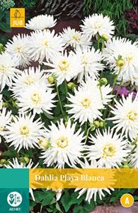 Jub Dahlia Playa Blanca 1 bol - 