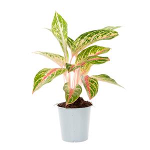 Plantje Aglaonema hybrid (pink red green) - P 12 cm