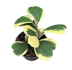 Plantje Hoya Kerrii plant Variegata - P 10 cm