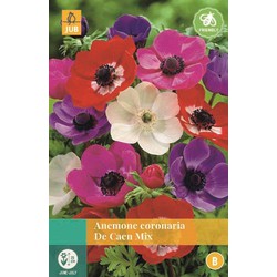 Jub Anemone Coronaria De Caen Mix - 