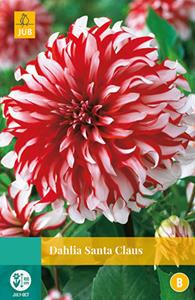 Jub Dahlia Santa Claus 1 bol - 