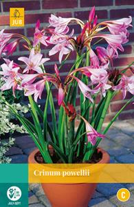 Jub Crinum Powellii 1 bol - 