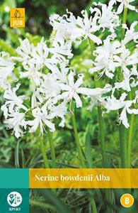 Jub Nerine Bowdenii Alba 1 bol - 