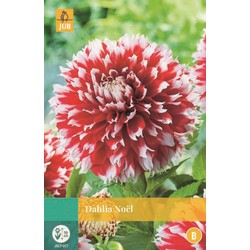 Jub Dahlia Noel - 