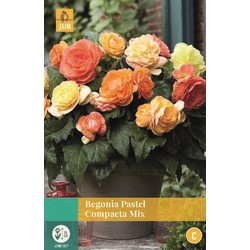 Jub Begonia Pastel Compacta Mix - 