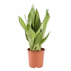 Plantje Sansevieria Moonshine (Vrouwentong) - P 12 cm