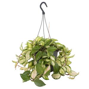 Plantje Hoya Carnosa Tricolor - P 19 cm