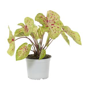 Plantje Caladium Strawberry Star - P 15 cm