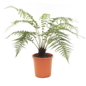Plantje Dicksonia antarctica (boomvaren) - P 26 cm