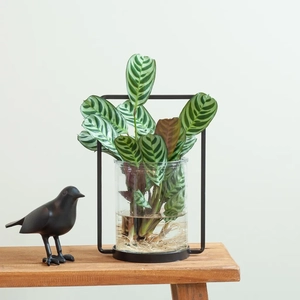 Plantje Ctenanthe Burle Marxii met Prato Vaas - DIY