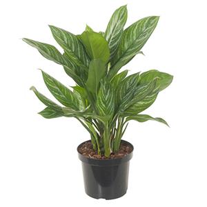 Plantje Aglaonema Stripes - P 27 cm