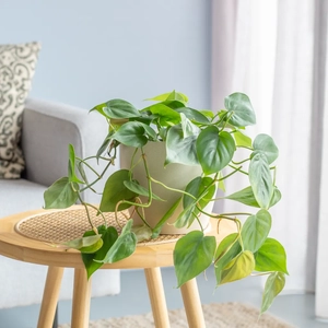 Plantje Philodendron Scandens - P15