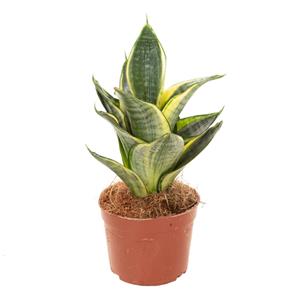 Plantje Mini Sansevieria Golden Hahnii - P 9 cm