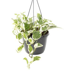 Plantje Epipremnum Aureum N'joy (Variegated) - P 18 cm