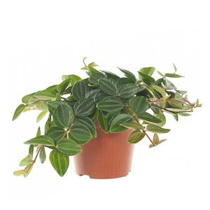 Plantje Peperomia Angulata - P 12 cm