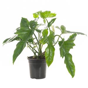 Plantje Philodendron Golden Dragon - P 19 cm