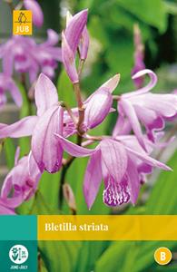 Jub Bletilla Striata 1 bol - 