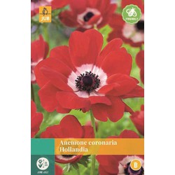 Jub Anemone Coronaria Hollandia - 