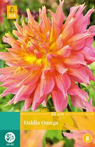 Jub Dahlia Omega 1 bol - 