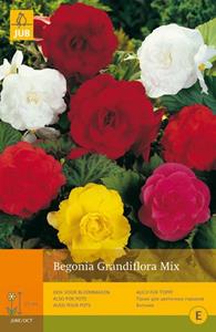 Jub 5 Begonias Grandiflora Mix - 
