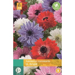 Jub Anemone Coronaria St. Brigid Mix - 