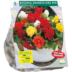 Baltus Bloembollen Begonia Dubbel Mix per 5 - 