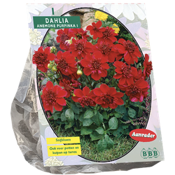 Baltus Bloembollen Dahlia Purpinka per 1 - 